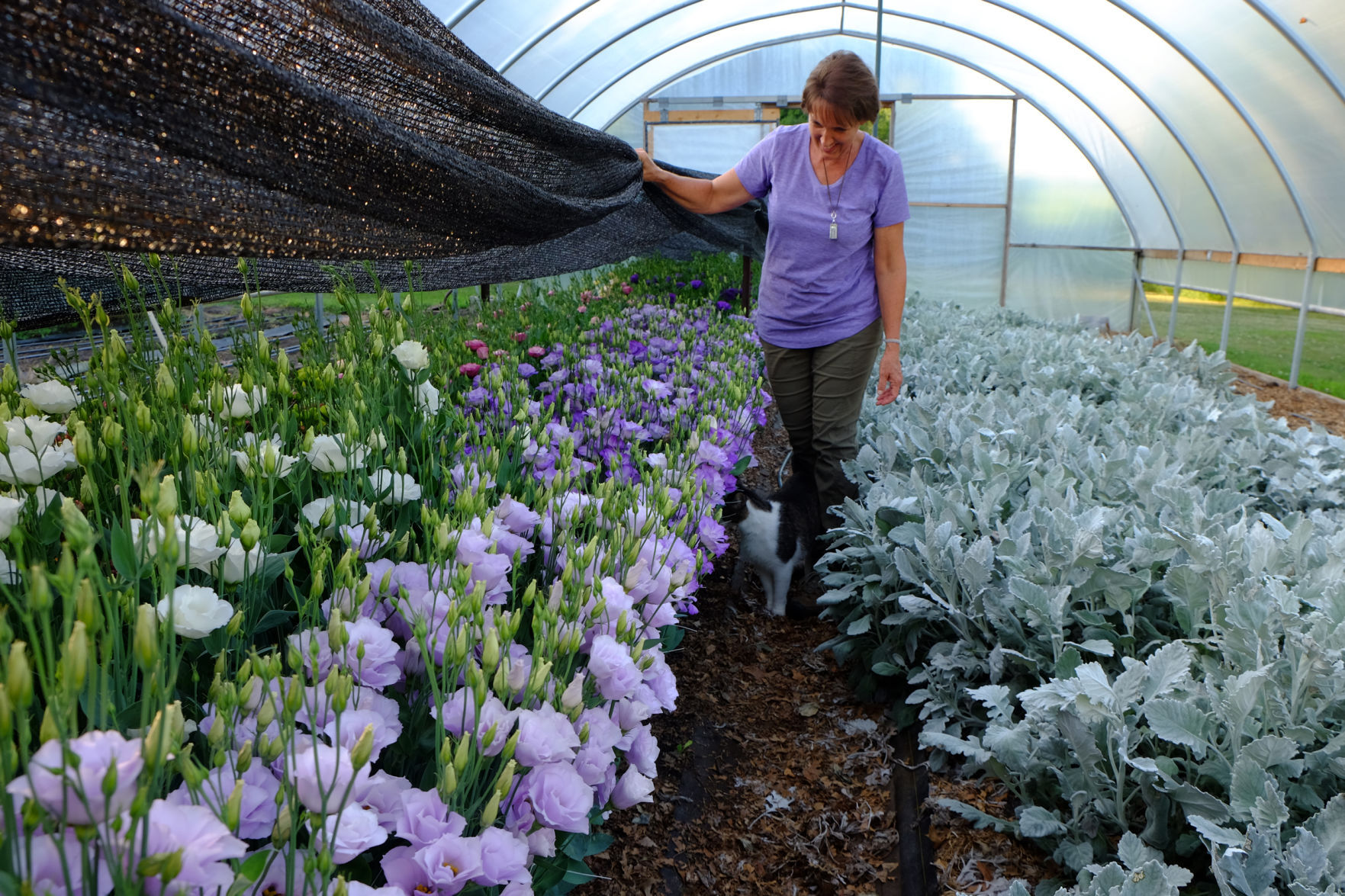 Greenhouse